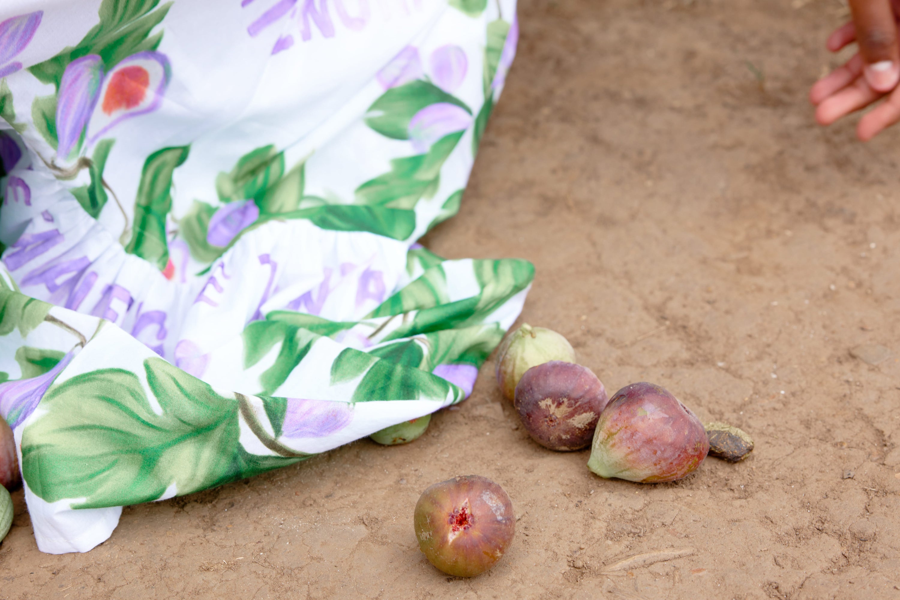 SS22. The Enchanted Fig Tree.